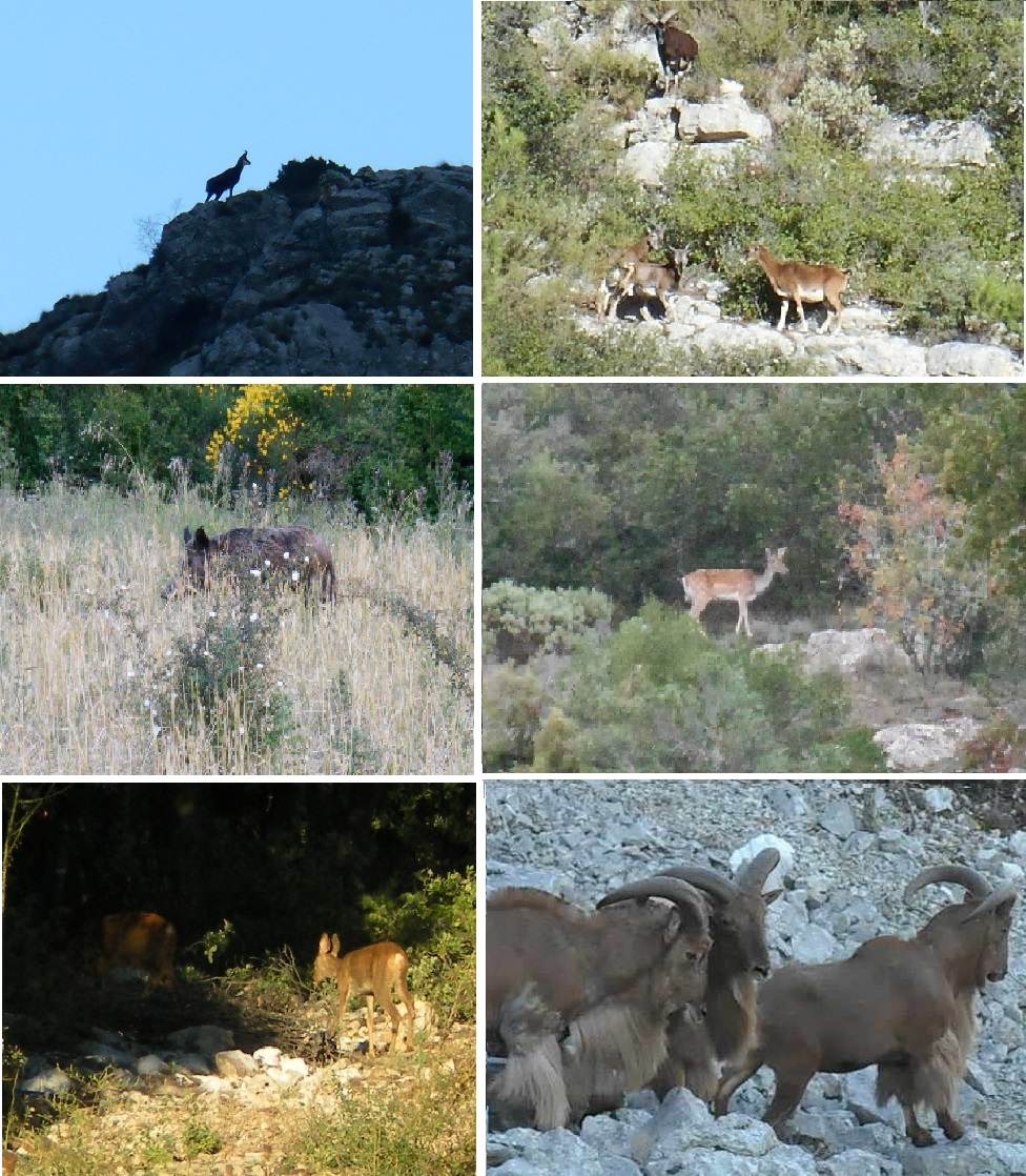 mouflon à manchettes