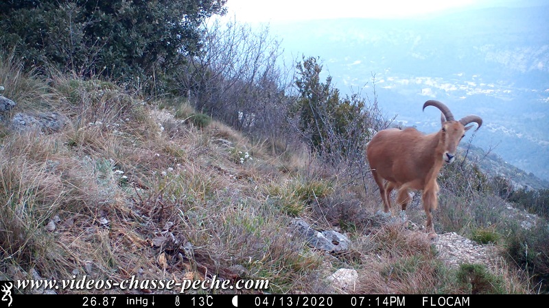 mouflon à manchettes