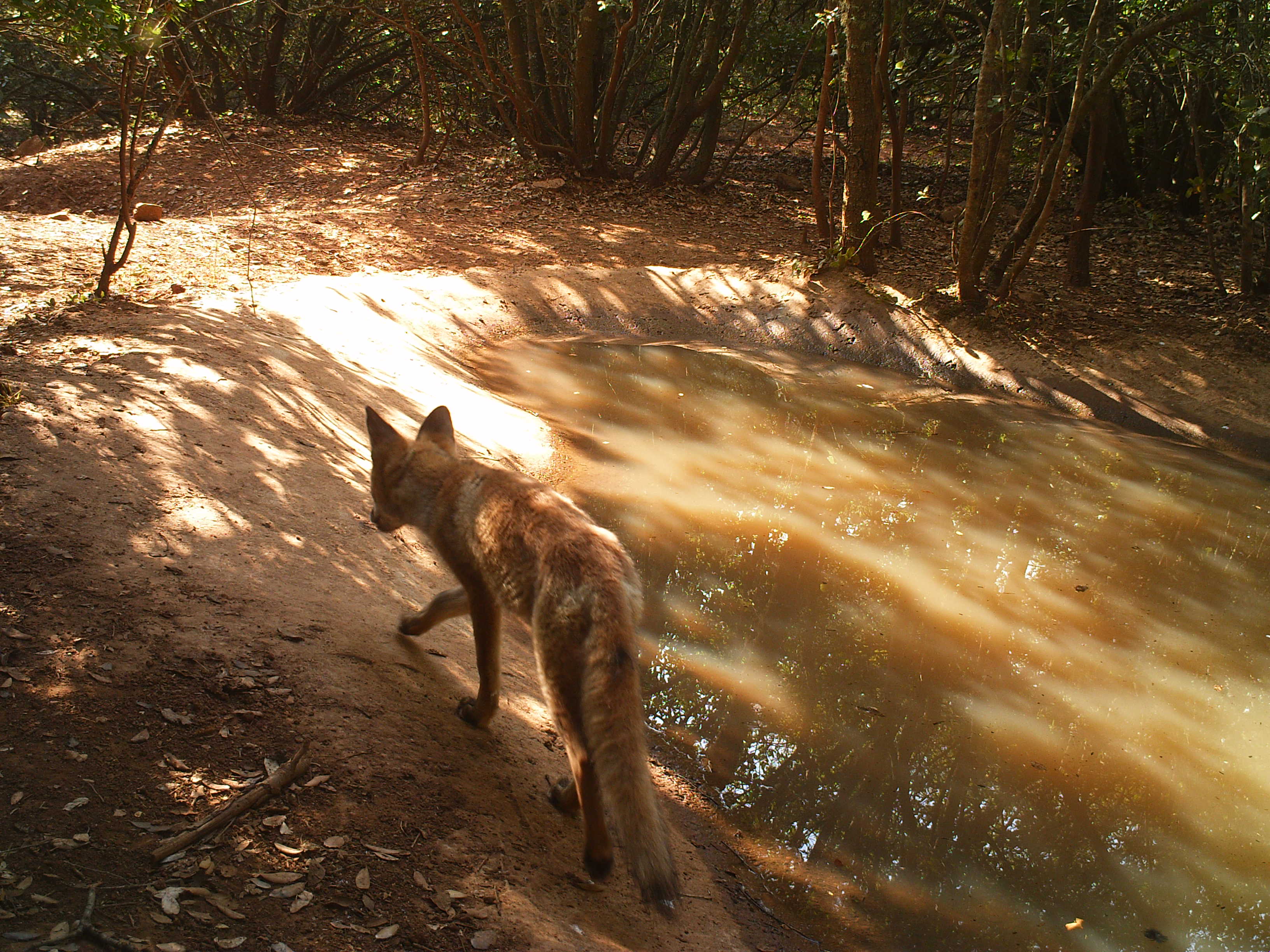 Renard    