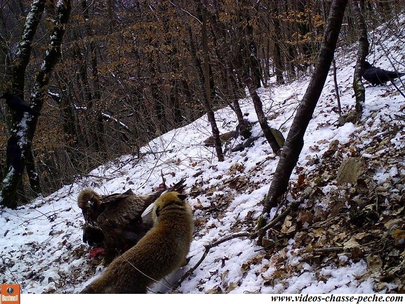 Aigle royal et renard 14