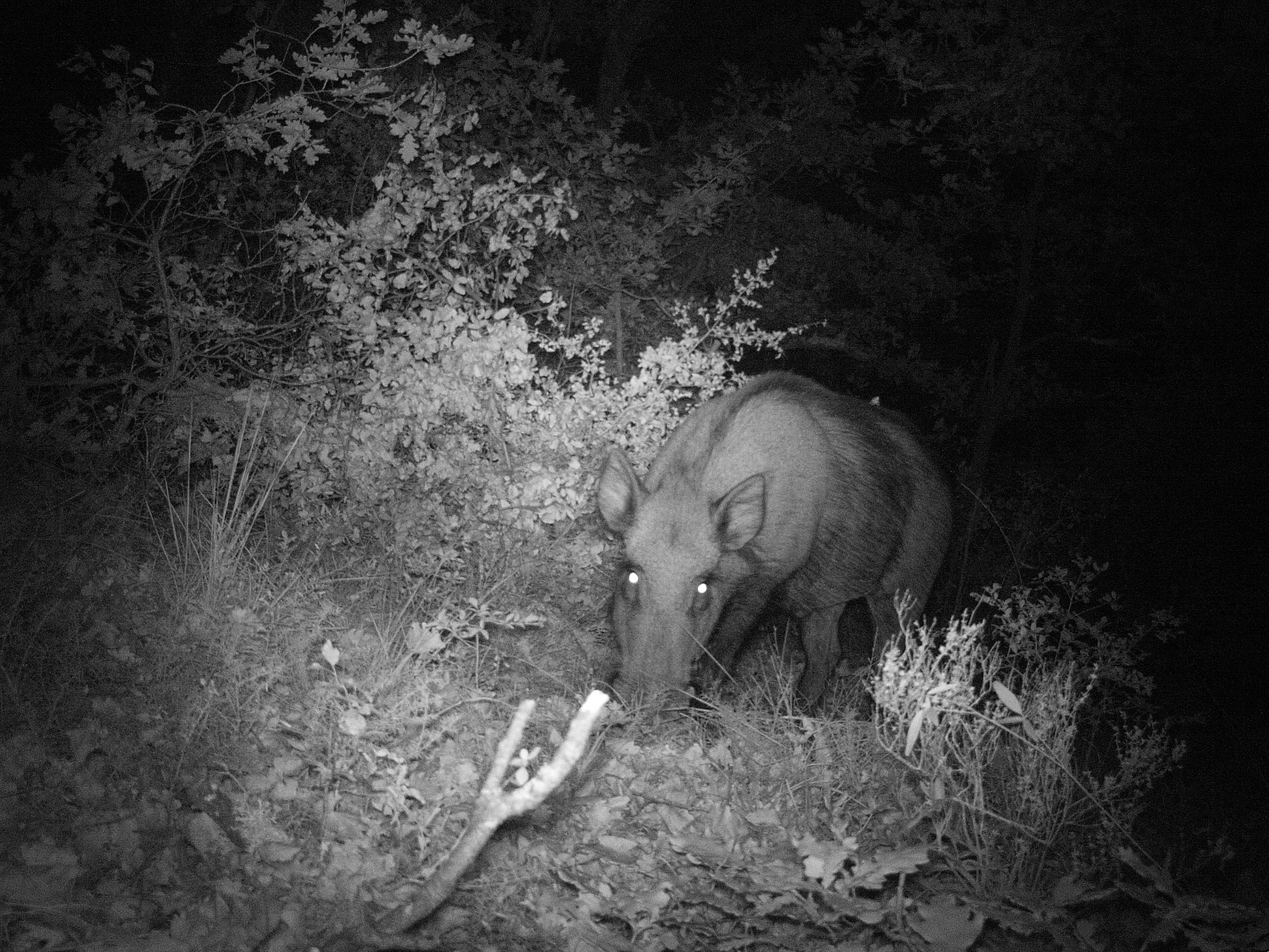 Sanglier de nuit        