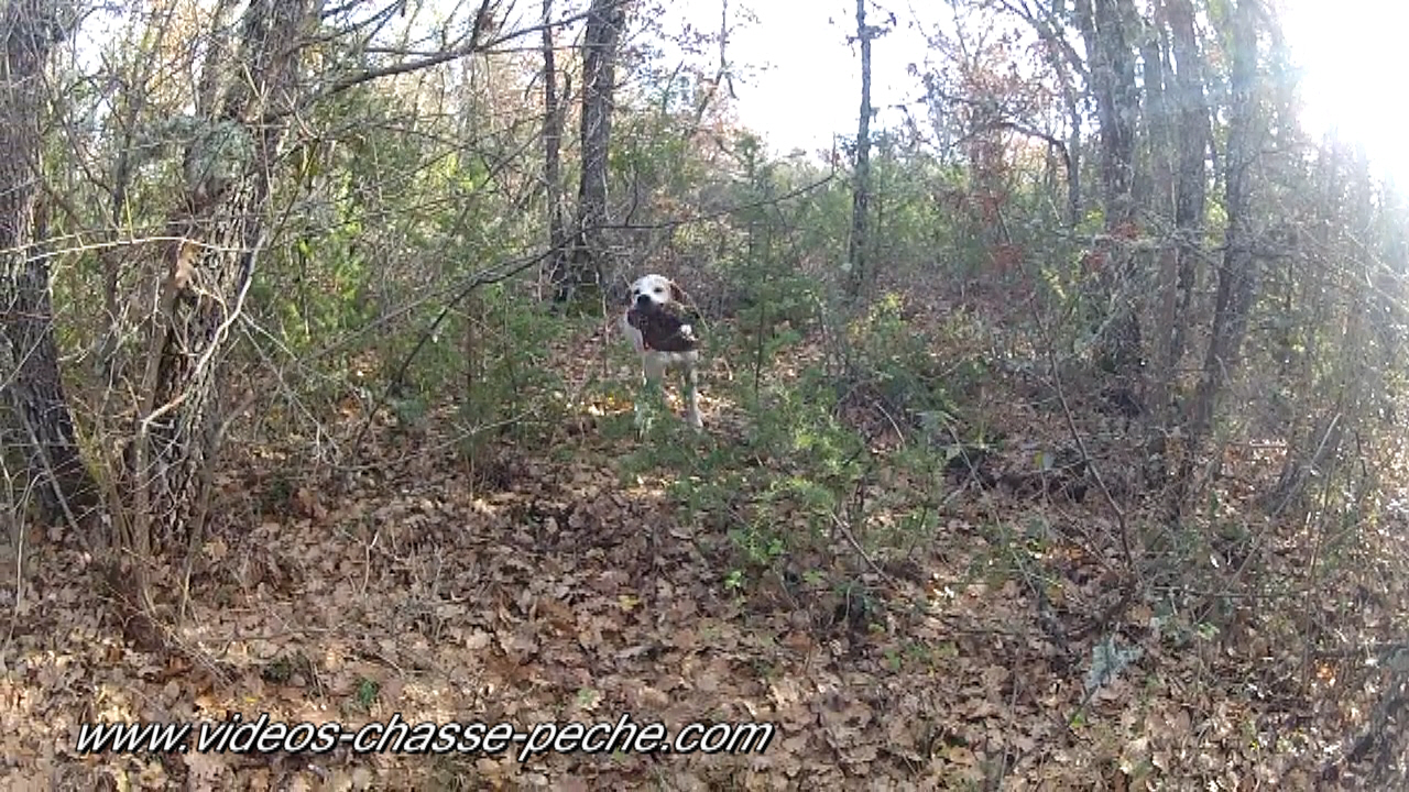 bécasse 07