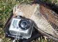 Bécasse et GoPro