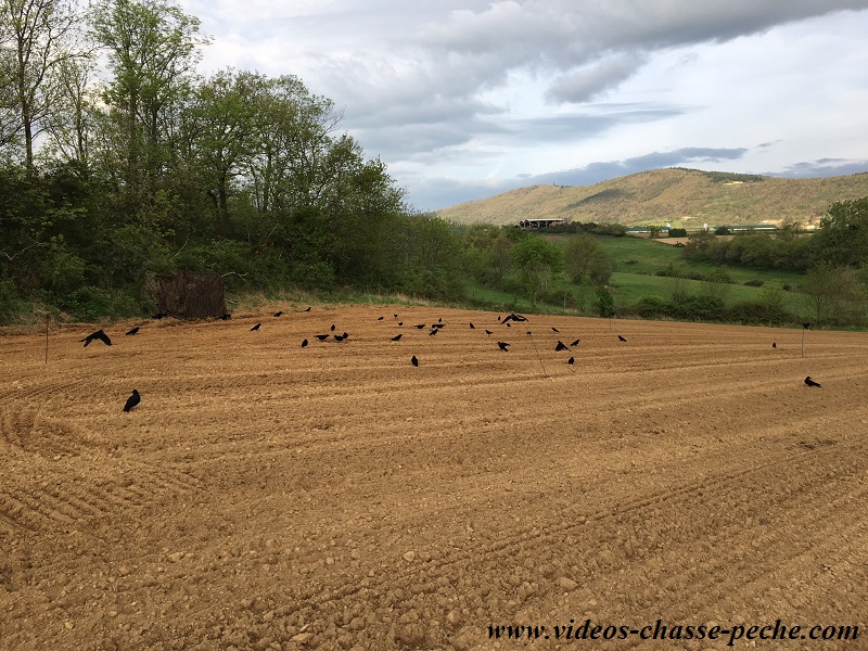 Chasse aux corvids