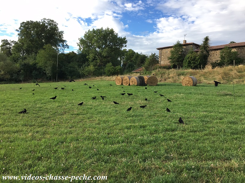 Chasse aux corvids