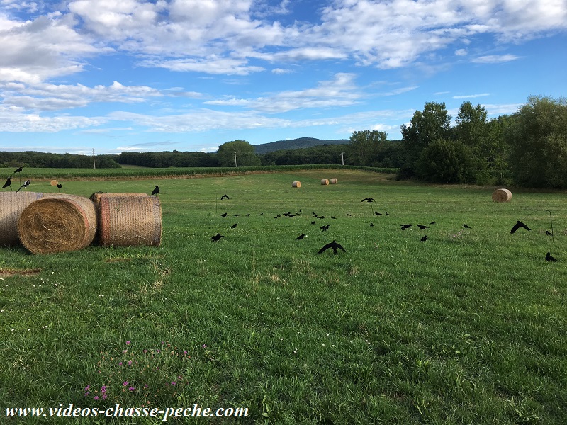 Chasse aux corvids