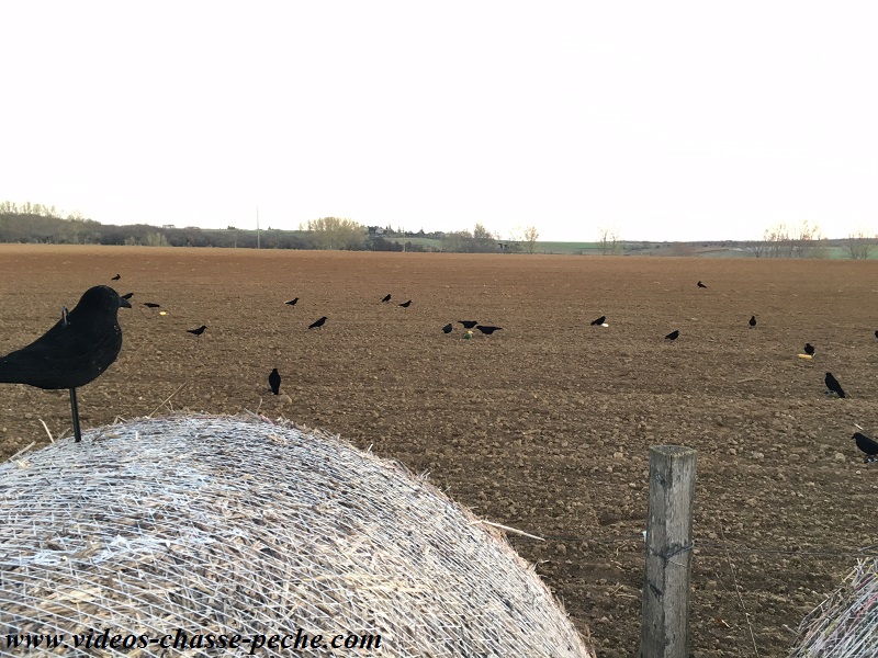 Chasse aux corvids