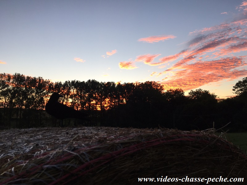 Chasse aux corvids