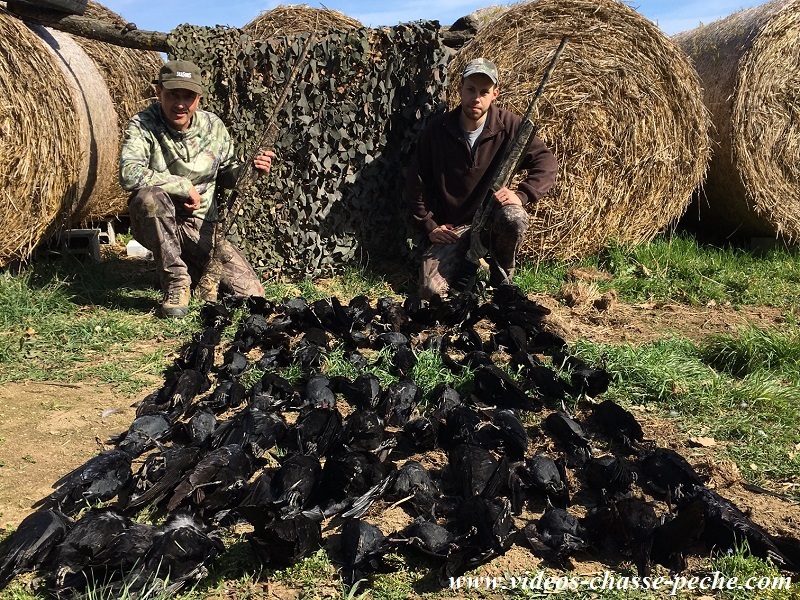 Chasse aux corvids