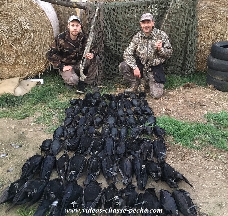 Chasse aux corvids