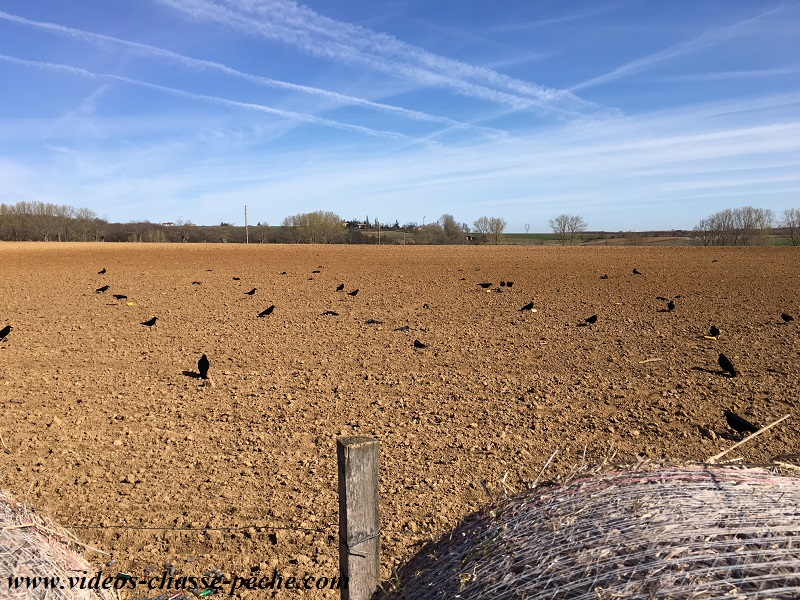 Chasse aux corvids