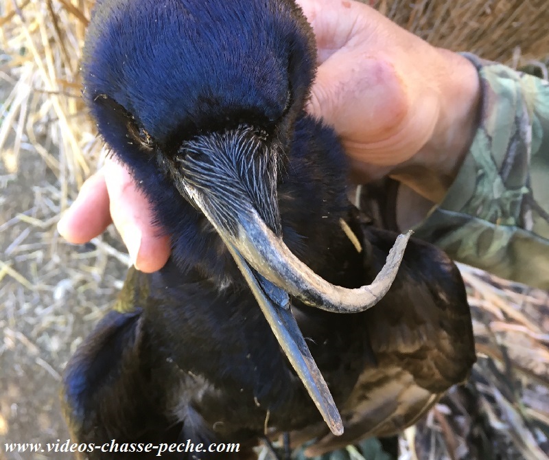 Chasse aux corvids