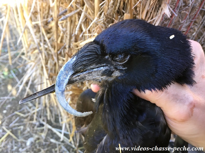 Chasse aux corvids