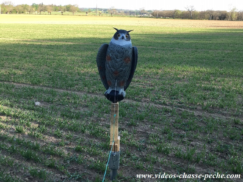 Chasse aux corvids