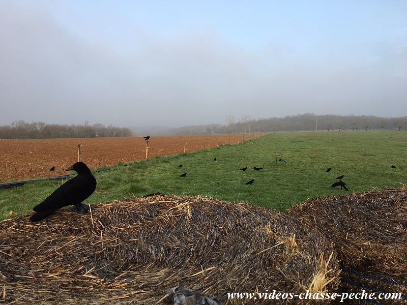 Chasse aux corvids