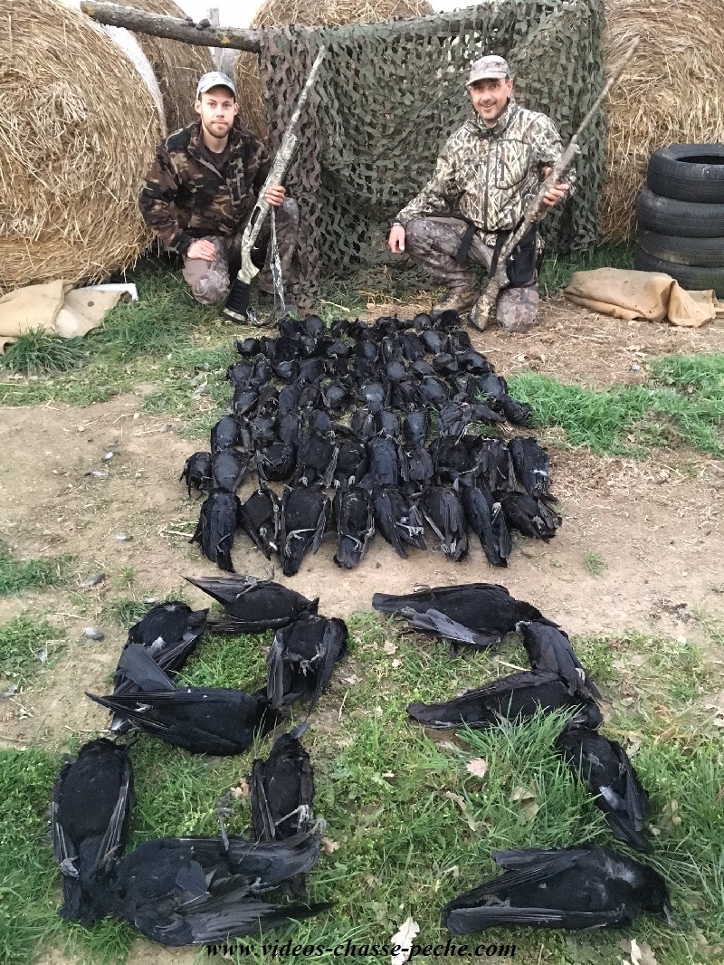 Chasse aux corvids