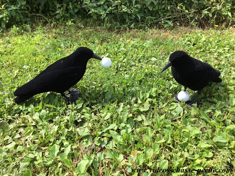 Chasse aux corvids