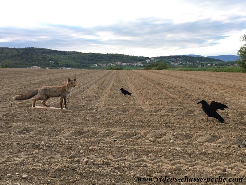 Chasse aux corvids