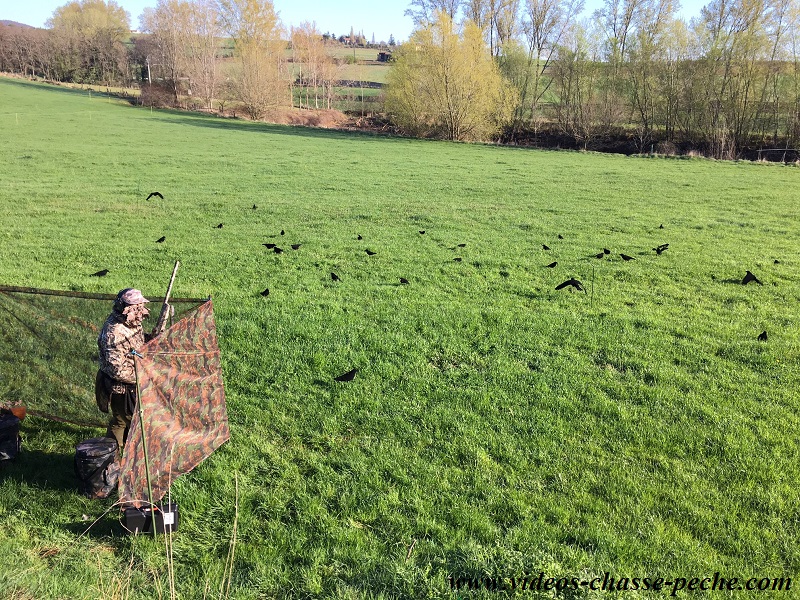 Chasse aux corvids