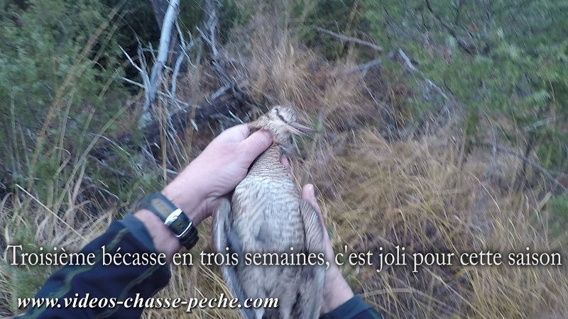 chasse bcasse