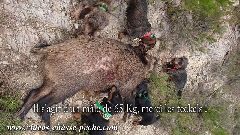 Chasse au sanglier 2018 au fminin - Chasseresse