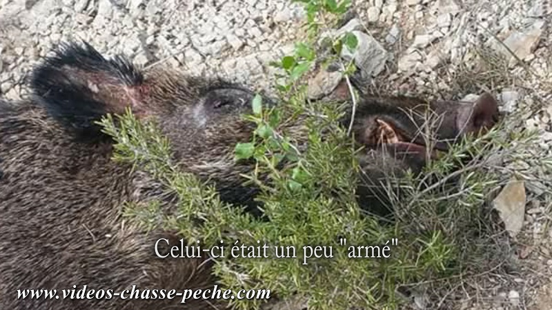 Chasse au sanglier 2018 au fminin - Chasseresse