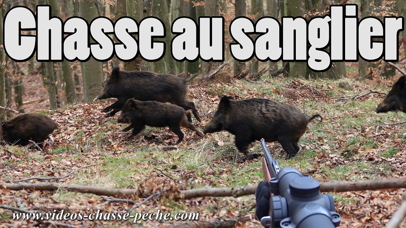 chasse au sanglier en battue<br />