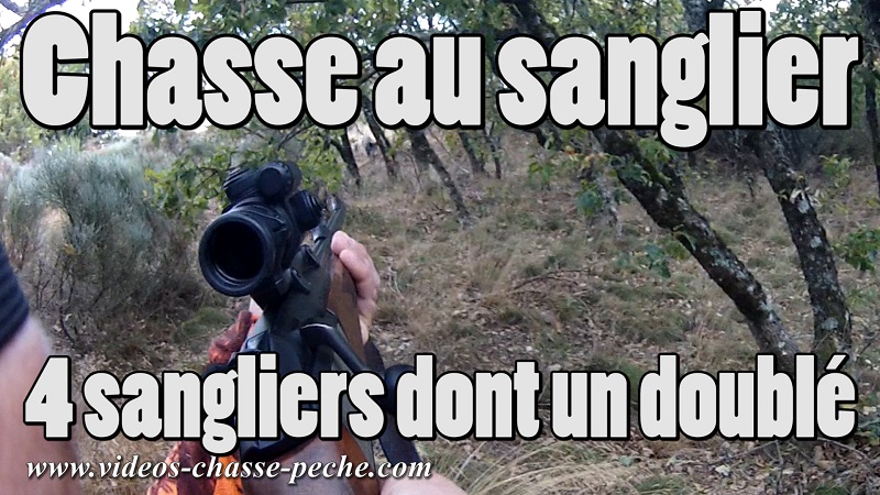 chasse au sanglier