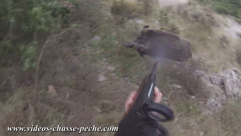 chasse au sanglier