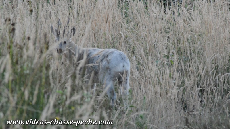 chevreuil gris