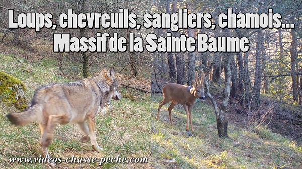 loups Sainte Baume