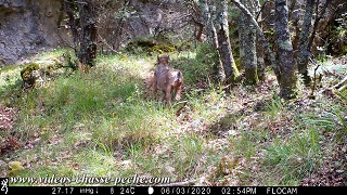 Loup transportant sa proie !