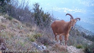 Mouflon à manchettes